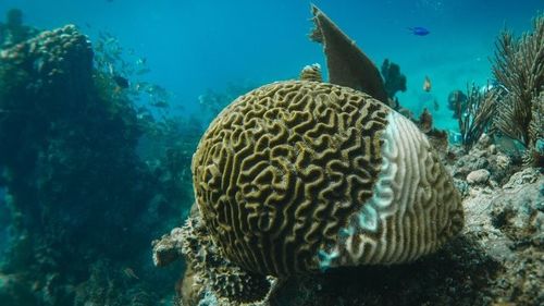 Κίνα τα τελευταία νέα σχετικά με Αέρια από αποσυνθέτοντες θαλάσσιους οργανισμούς: Επιπτώσεις στην ποιότητα του αέρα στις ακτές και ο ρόλος των καθαριστικών αέρα